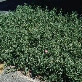 thumbnail for publication: Carpobrotus edulis Ice Plant